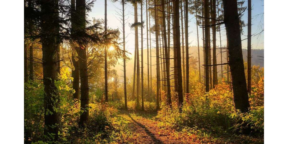 Grundstück Hörstel - 70.000&euro; | Angebot:25282132