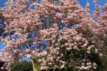 Haus Freren - 7.5 Zimmer, 265 m&sup2;, 399.000&euro; | Angebot:26072877